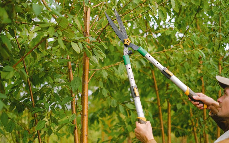 Tree trimming in Viola, AR