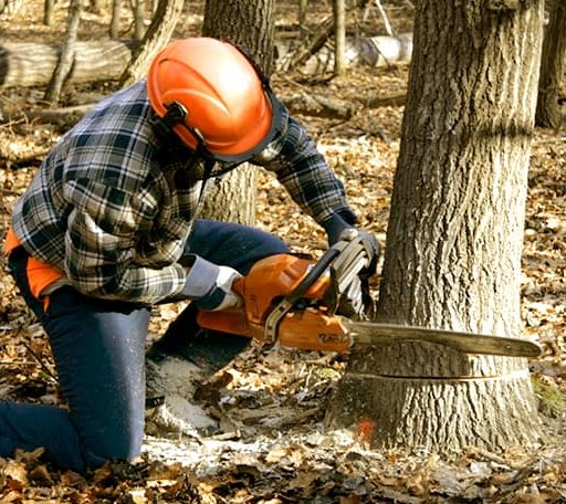 Tree Removal in Viola, AR